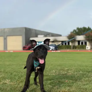 Neo