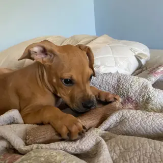 Flapjack