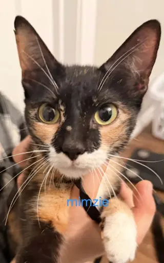 Mimsy