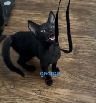 George