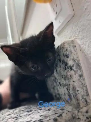 George