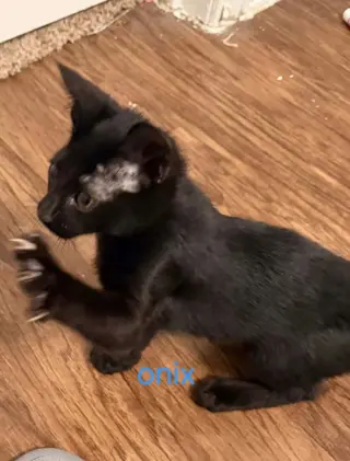 Onyx