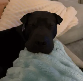 Moose