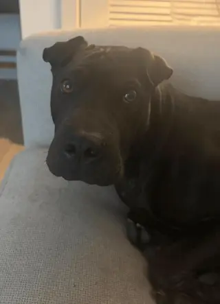 Moose