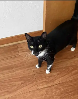 Berlioz (bonded with Marie and Toulouse)