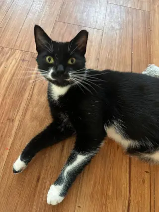 Berlioz (bonded with Marie and Toulouse)