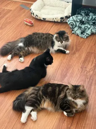Berlioz (bonded with Marie and Toulouse)