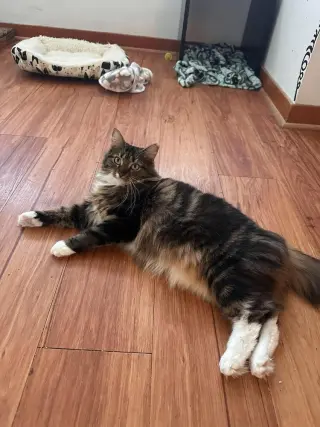 Marie (bonded with Toulouse and Berlioz)