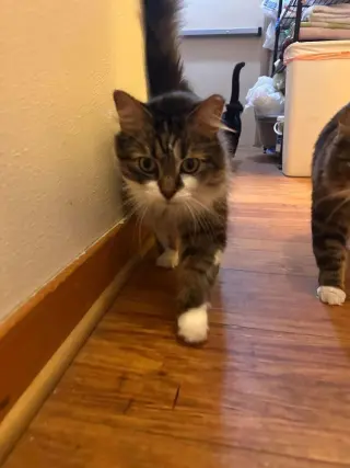 Marie (bonded with Toulouse and Berlioz)