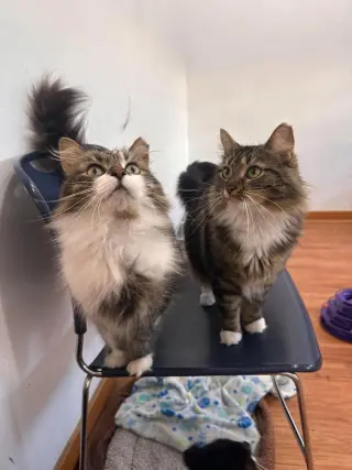 Toulouse (Bonded with Marie and Berlioz)