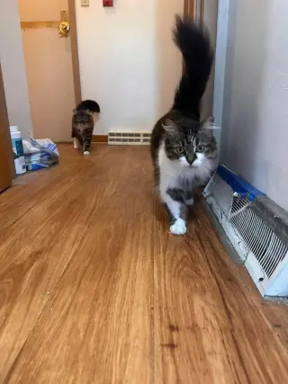 Toulouse (Bonded with Marie and Berlioz)