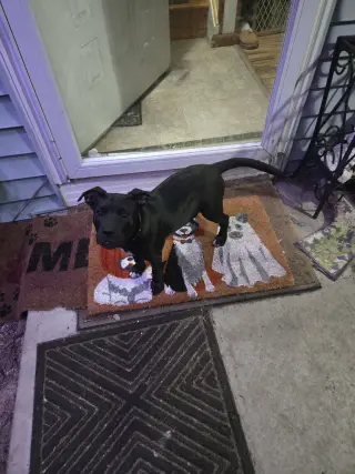 Pepper