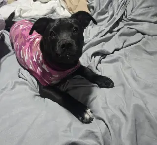 Pepper