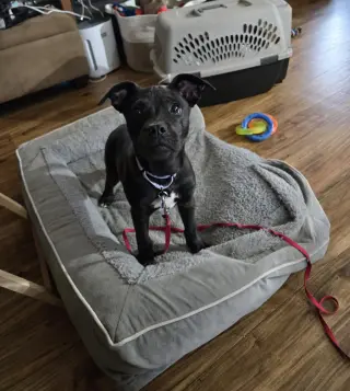 Pepper