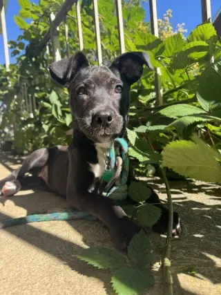 Pumpernickel