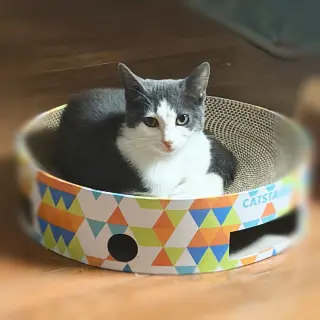 Dani