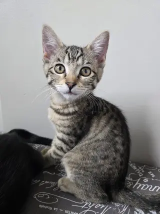 Sahara