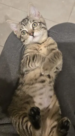 Sahara