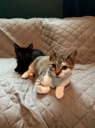 Dolly Purrton