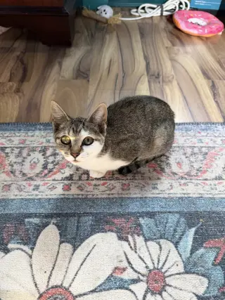 Dolly Purrton