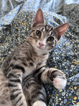 Kel