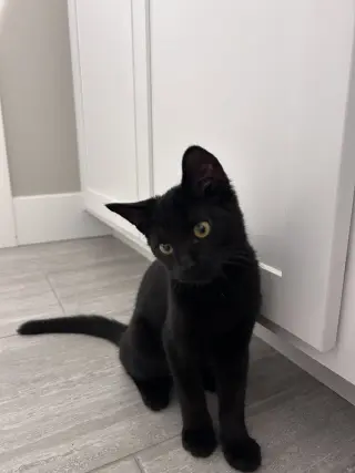 Darius