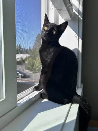 Darius