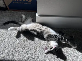Clarissa