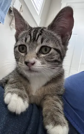 Clarissa