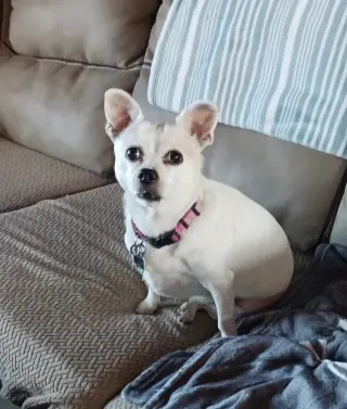 Gidget a/k/a Coconut