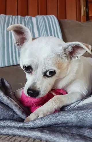 Gidget a/k/a Coconut