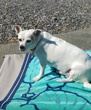 Gidget a/k/a Coconut