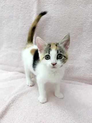 Yuzu.