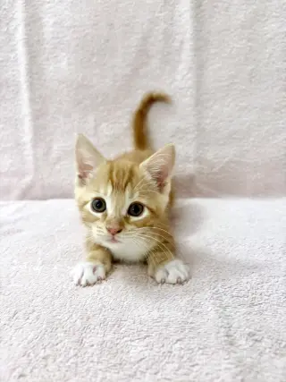Mikan.