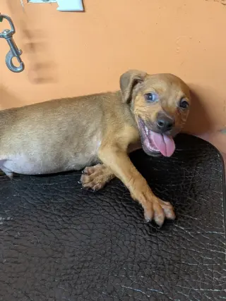 Baby Jake