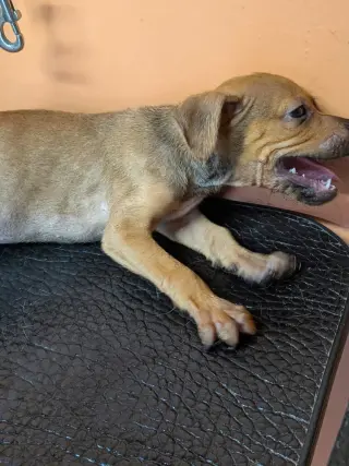 Baby Jake