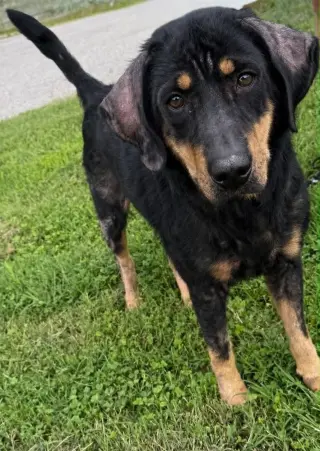 Wally