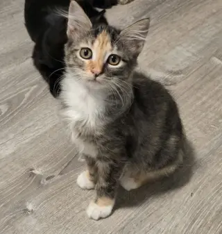 Higglebee