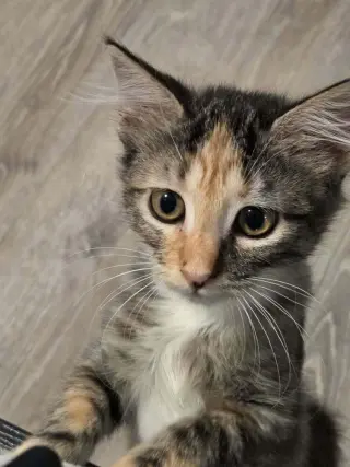 Higglebee