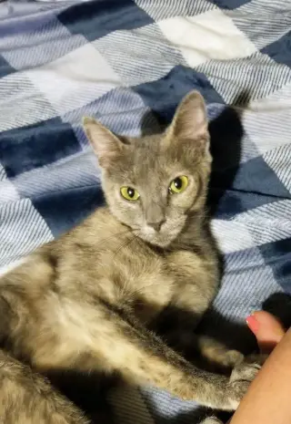 Freya cat