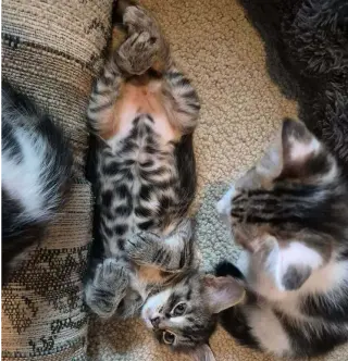 Kahuna