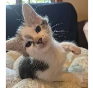 Keanu