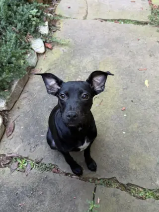 Daisy