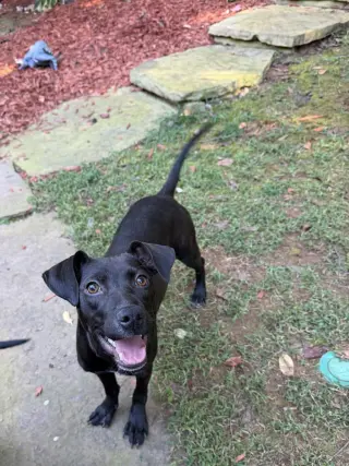 Rosie
