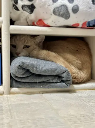 Moochie