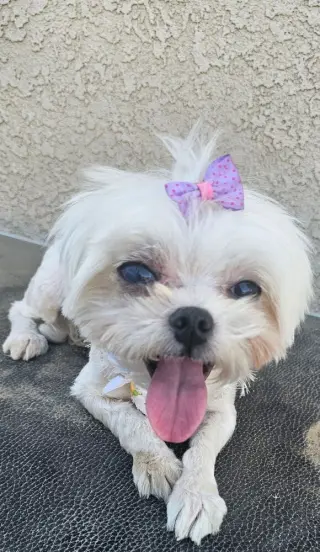 LACEY