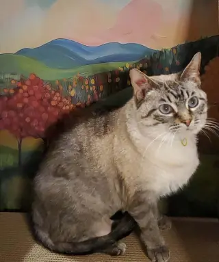 Emmy