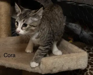 Kitten: Cora