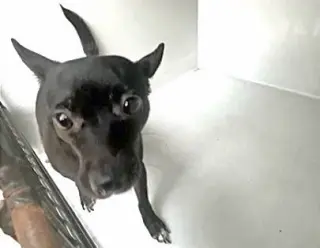 PEPPER