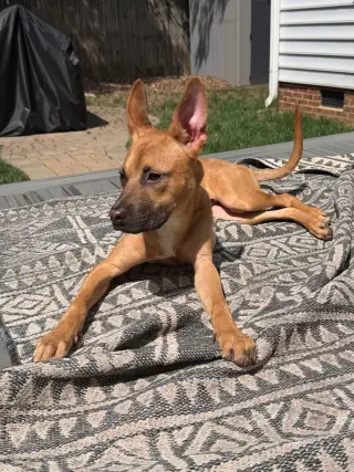 Cali
